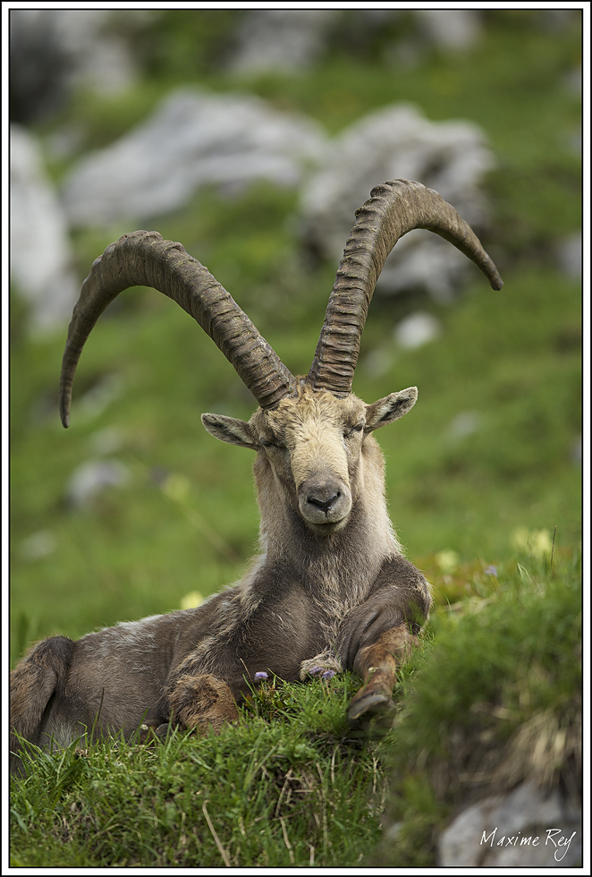 dexposition manuel flash no, mode: supprimé mode posemètre
